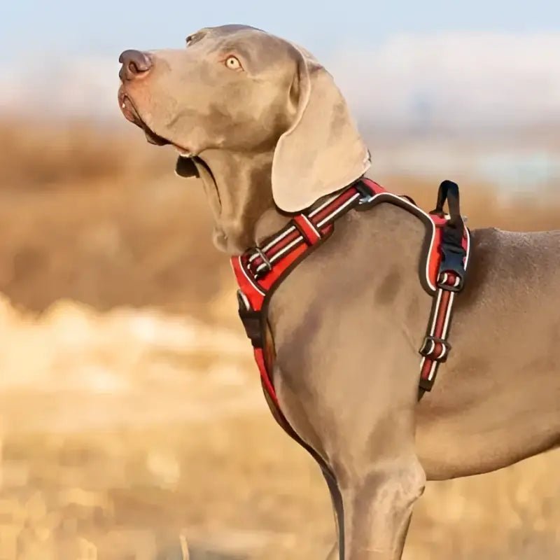 Harnais Truelove Country Plus en Y pour chien, ergonomique et sécurisé, avec double attache