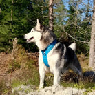 Harnais pour chien Truelove anti traction avec poignée intégrée et bandes réfléchissantes