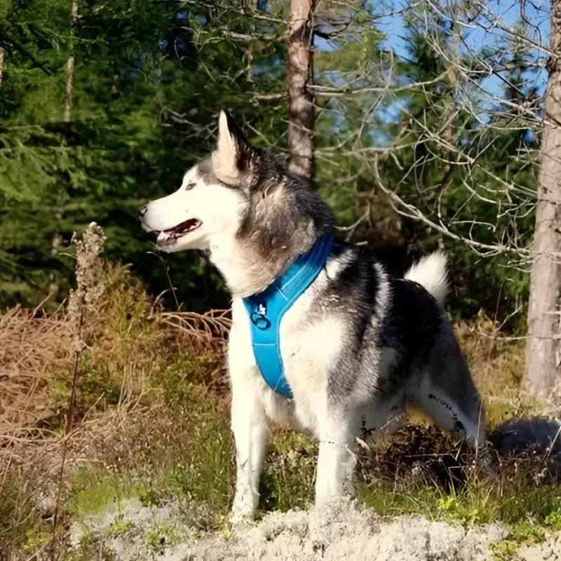 Harnais pour chien Truelove anti traction avec poignée intégrée et bandes réfléchissantes