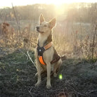 Harnais pour chien Truelove anti traction avec poignée intégrée et bandes réfléchissantes