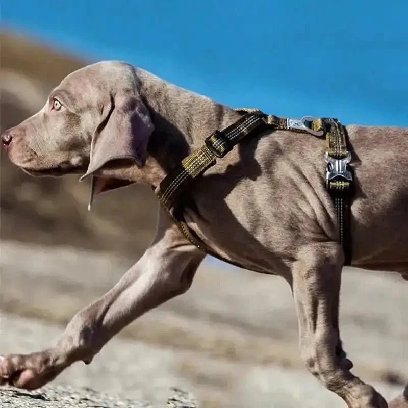 Harnais Truelove en H pour chien réglable et sûr, confort pour chien actif, attache dorsale
