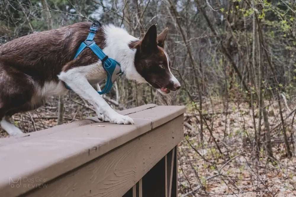 Harnais pour chien Truelove rembourré avec bandes réfléchissantes et design step-in