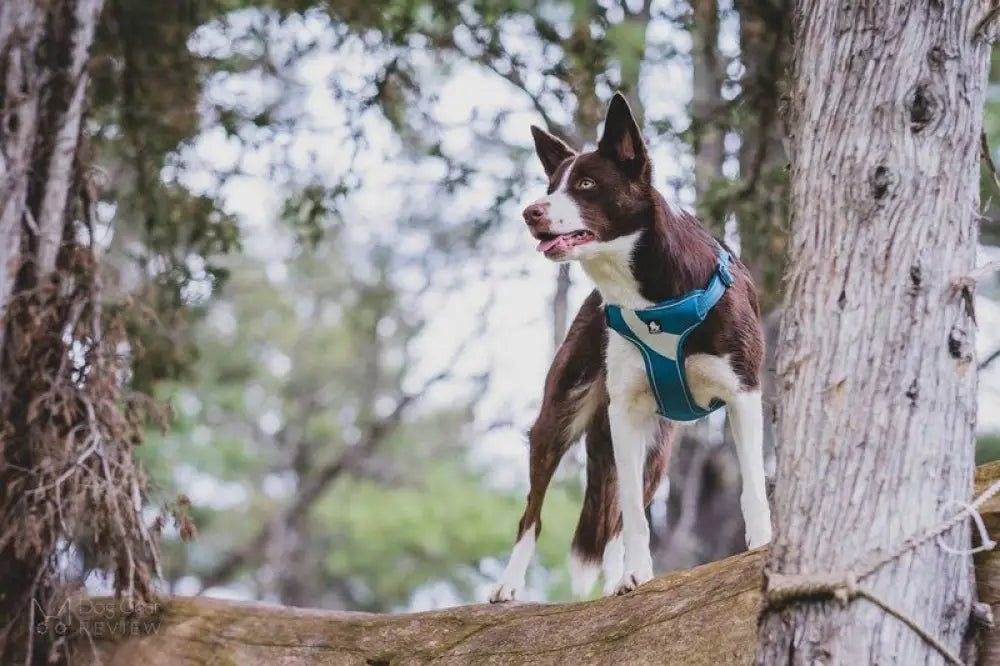 Harnais Truelove rembourré et réfléchissant pour chien, design step-in, collier Border Collie