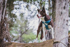 Harnais Truelove rembourré et réfléchissant pour chien, design step-in, collier Border Collie