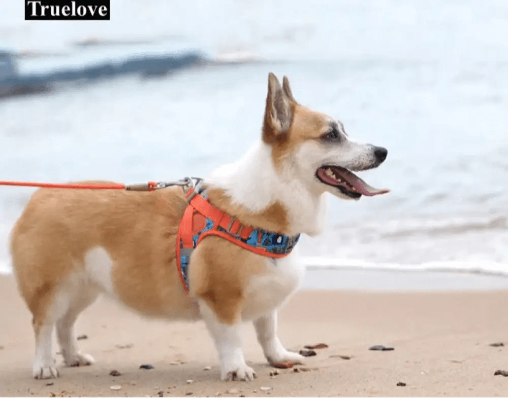 Corgi portant un harnais respirant truelove air-mesh, gilet rafraîchissant pour chien
