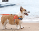 Corgi portant un harnais respirant truelove air-mesh, gilet rafraîchissant pour chien