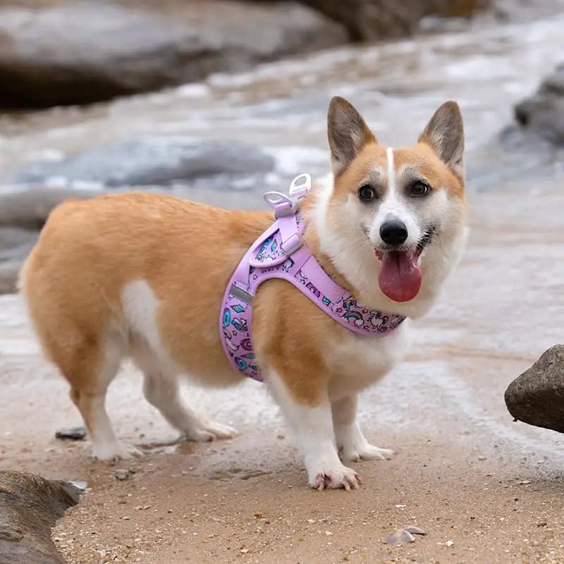 Corgi heureux portant un gilet rafraîchissant Truelove Air-Mesh pour chien