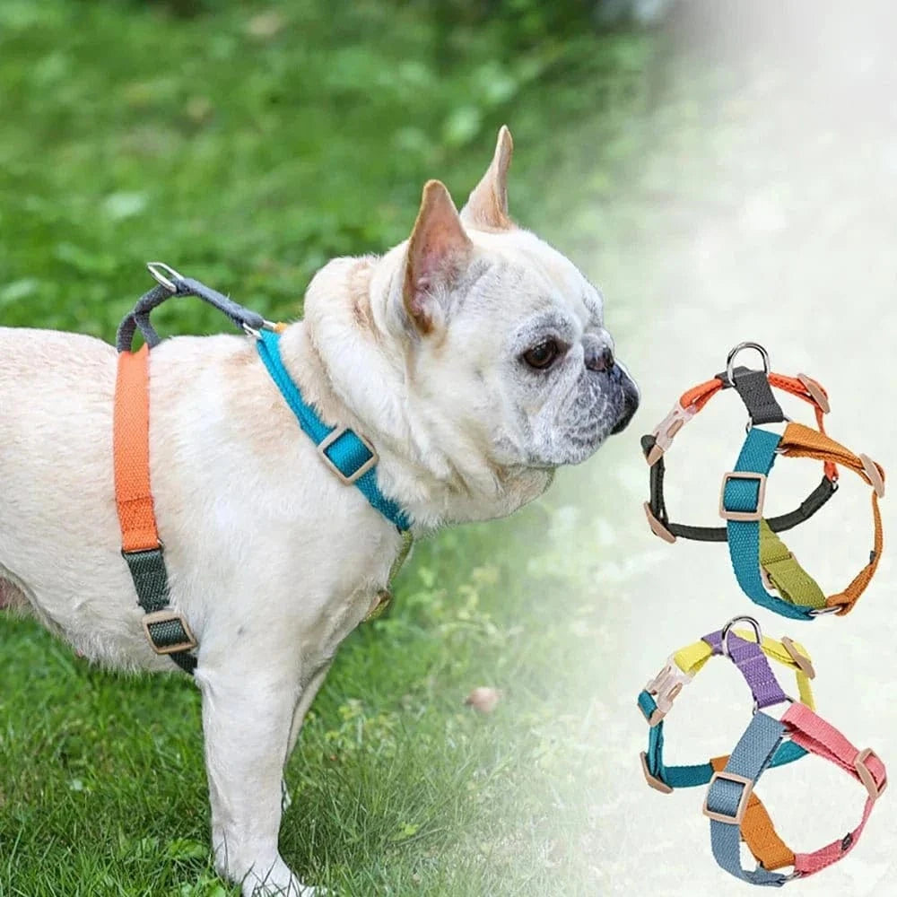 Dog wearing a colorful harness, Harnais Confort Multicouleur for comfy walks
