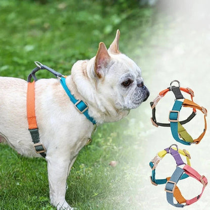 Dog wearing a colorful harness, Harnais Confort Multicouleur for comfy walks