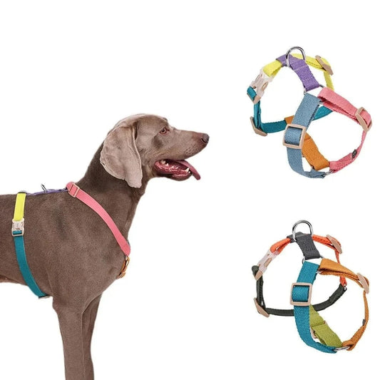 Harnais Confort Multicouleur pour chien, coloré et confortable pour vos balades