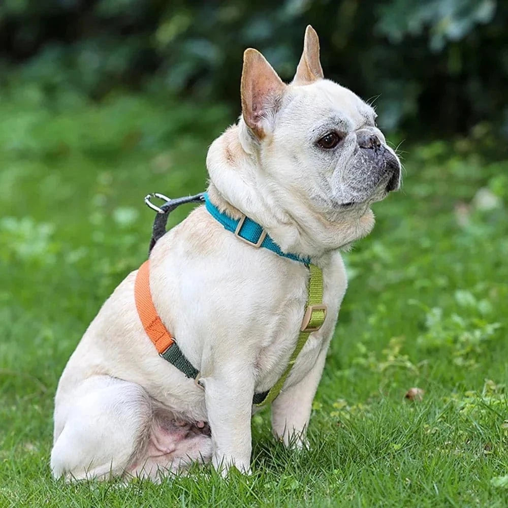 Harnais Confort Multicouleur pour chien French Bulldog confort et style colorful