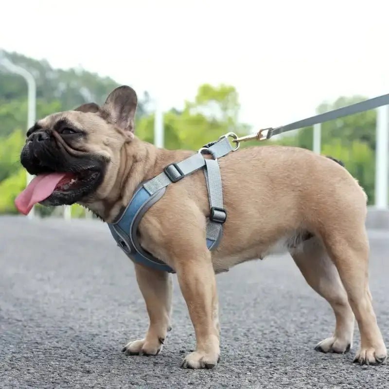 Harnais doux pour chien sensible avec laisse incluse et respirant en maille, sécurisé