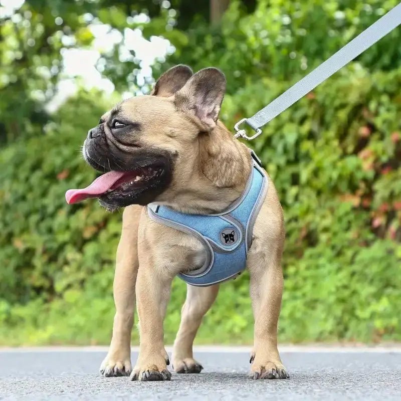 Harnais doux et confortable pour chien sensible avec laisse incluse et en maille respirante
