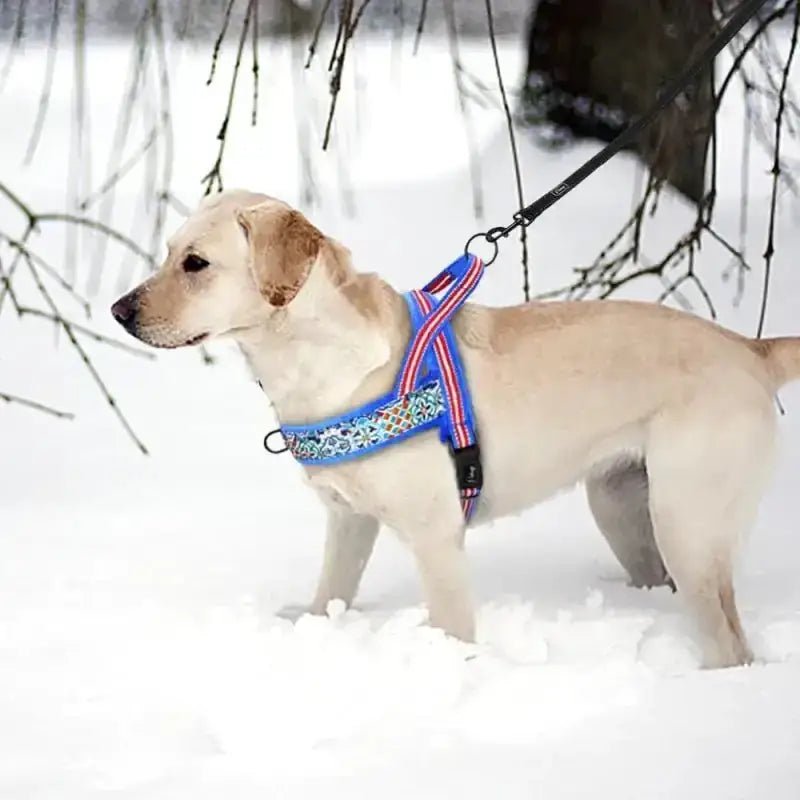 Harnais en T pour chien confortable avec attache avant et double sécurité, version hiver