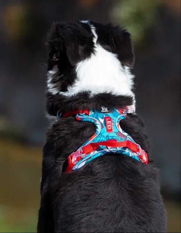 Harnais Truelove Country Plus en Y pour chien avec motif, poignée et anti-traction