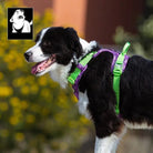 Harnais Truelove Country Plus en Y pour chien avec motif camouflage stylé et poignée