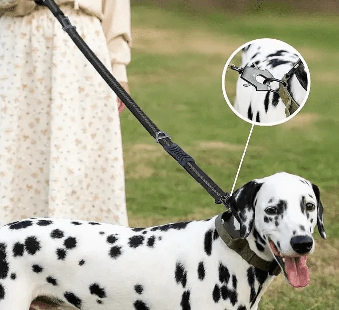 Dalmatian avec laisse anti-choc réfléchissante sécurisée 120-178 cm pour chien