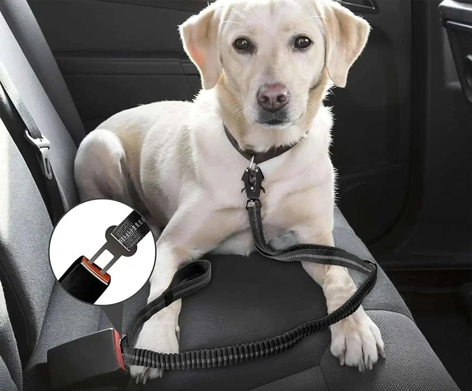Dog portant une laisse anti-choc réfléchissante de 120 à 178 cm pour la sécurité