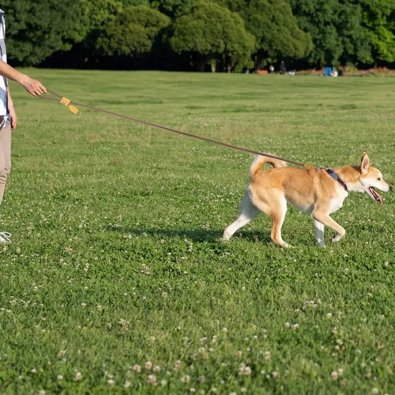 Laisse pour chien mains libres Wolfone 1,8 m réglable avec chien tan et blanc