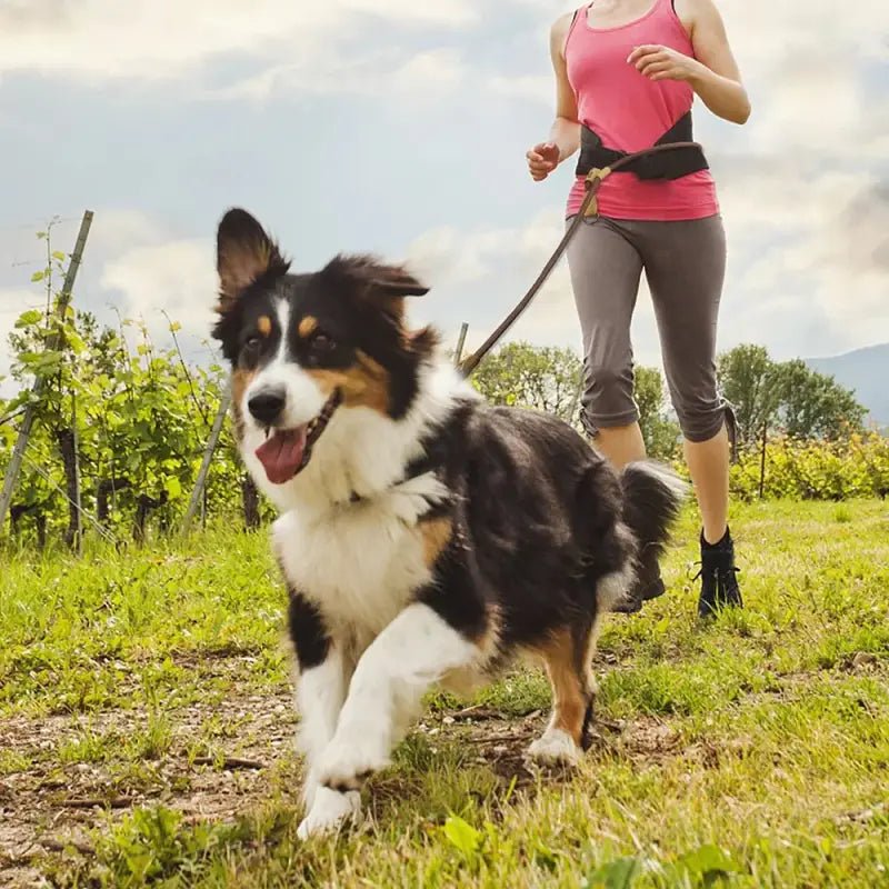 Laisse pour chien mains libres Wolfone 1,8 m réglable avec un Australian Shepherd en mouvement