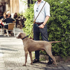 Laisse pour chien mains libres Wolfone 1,8 m réglable avec un Weimaraner en extérieur