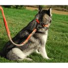 Laisse pour chien TrueLove avec amorti antichoc et ceinture mains libres, chien gris et blanc