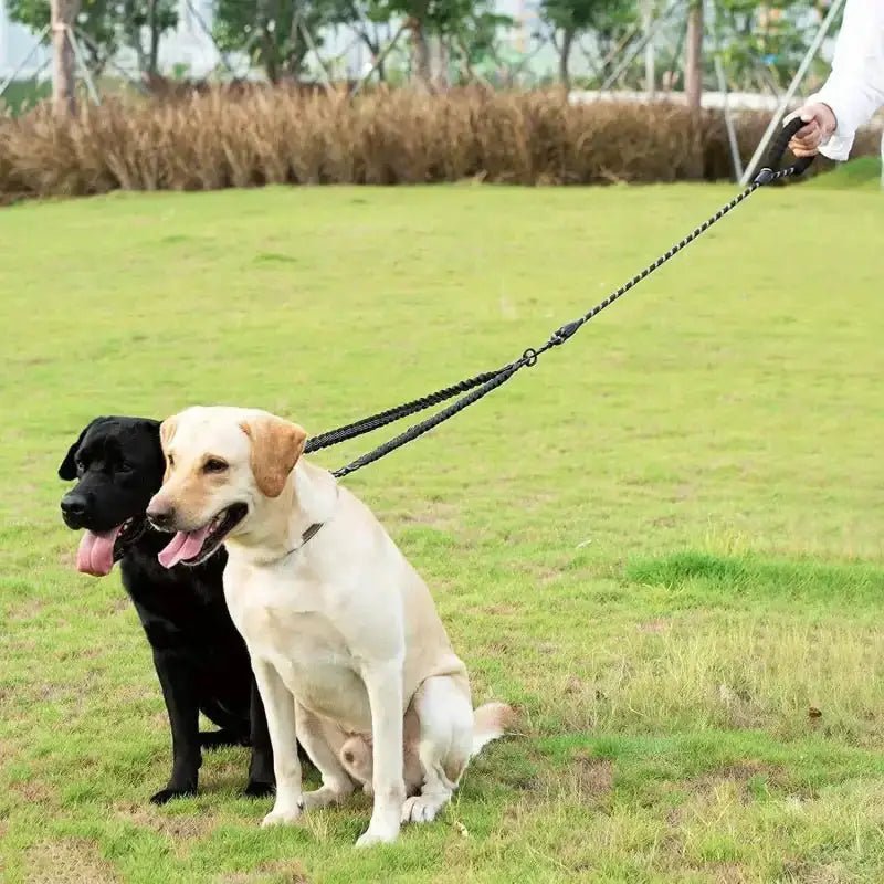 Image de deux chiens en laisse double pour chien avec poignée confort et attache anti-nœuds