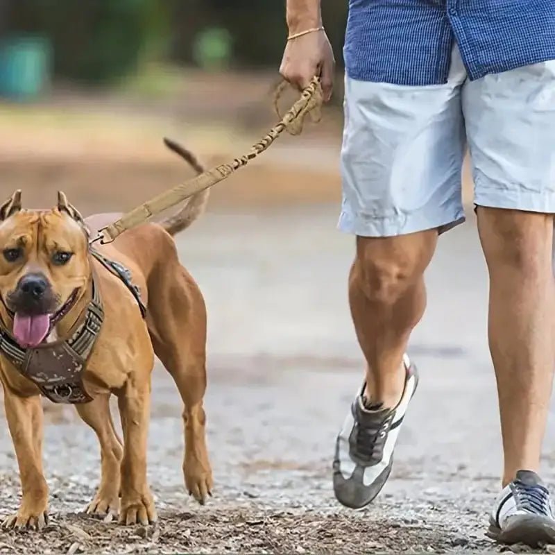 Photo d’un chien brun avec laisse extensible pour promenade en toute sécurité et confort