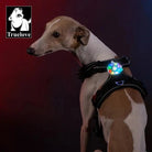 Chien portant un harnais noir avec lampe led Truelove colorée et lumineuse, rechargeable et étanche