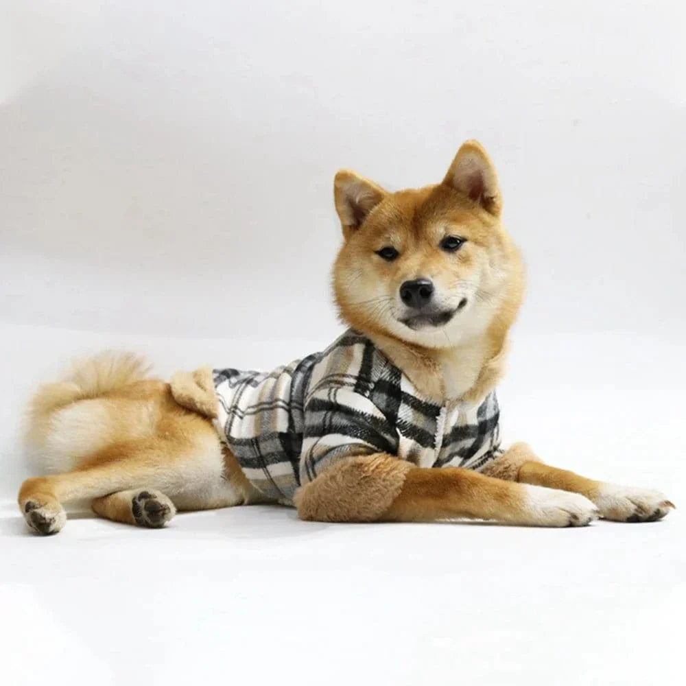 Shiba Inu avec manteau à carreaux doublé, parfait pour offrir chaleur cet hiver