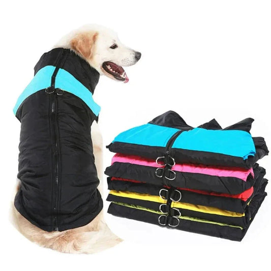 Couverture colorée golden retriever en manteau imperméable hiver avec fermeture éclair