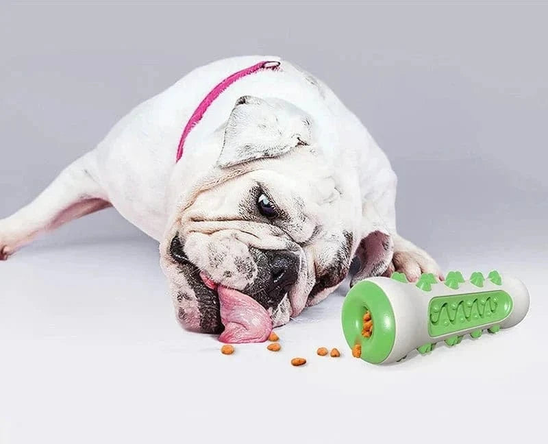 Bulldog blanc avec harnès rose mordant un jouet à mâcher en caoutchouc adapté aux chiots