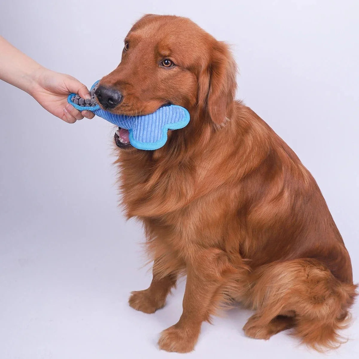 Golden retriever avec un os en peluche bleu, design sonore, couineur intégré pour mordillements modérés