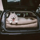 Chat blanc dans un panier auto pour chien avec sangles dans siège arrière sécurisé