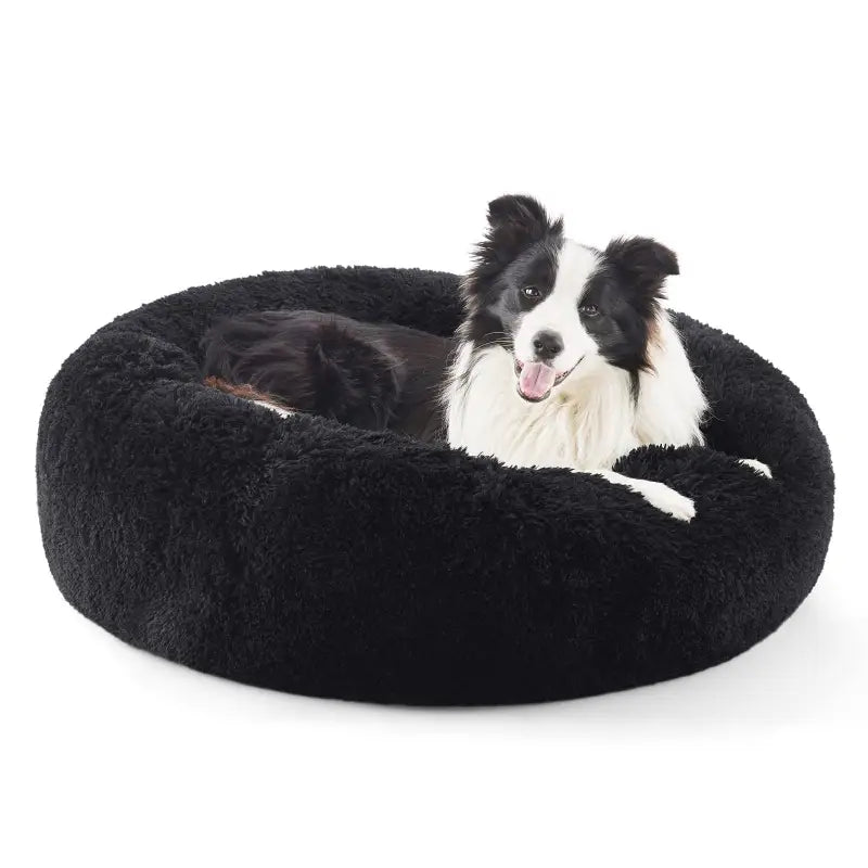 Image d’un panier cocooning pour chien adulte avec border collie sur un coussin apaisant