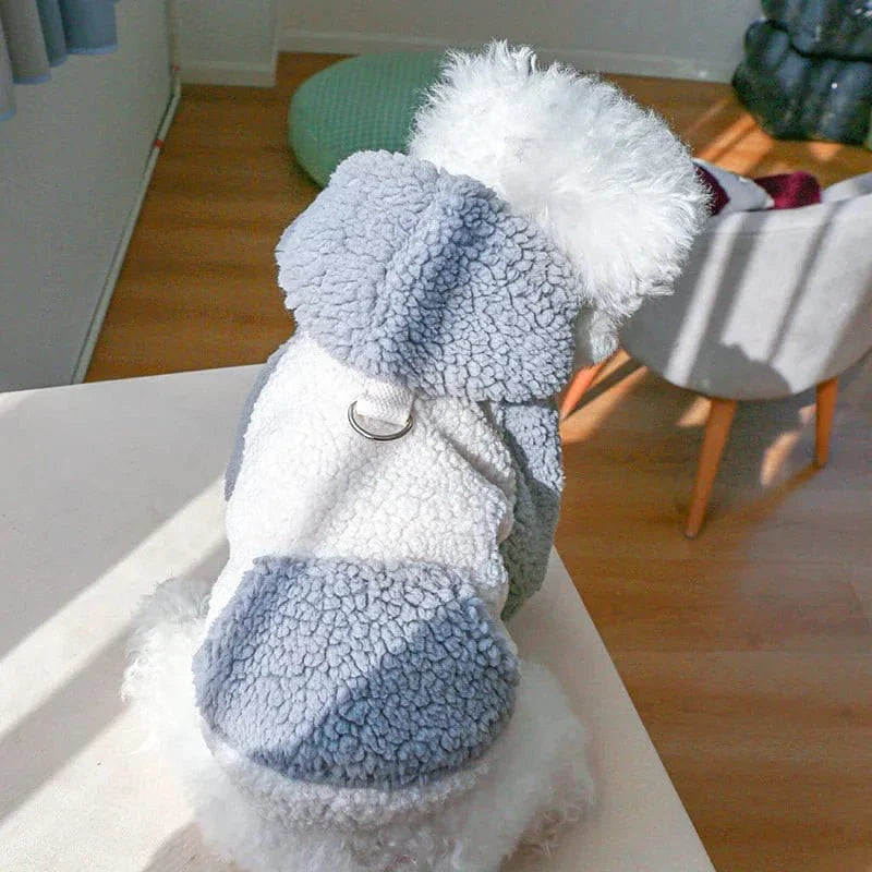 White dog in blue and white laine berber hoodie, perfect sweat à capuche petit compagnon