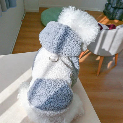 White dog in blue and white laine berber hoodie, perfect sweat à capuche petit compagnon