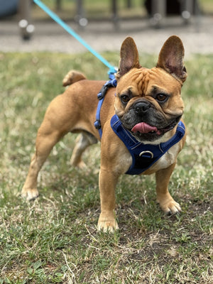 Tobby, le bouledogue français de Pattes et Trésors