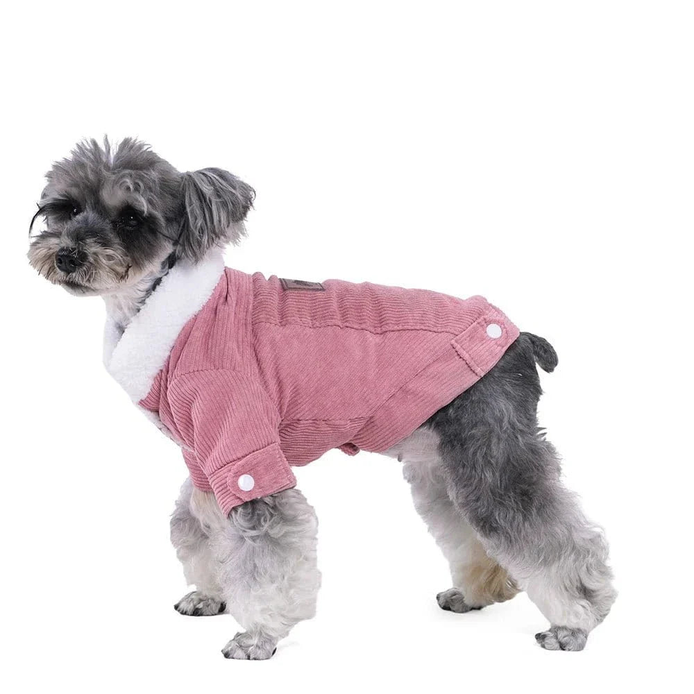 Chien gris en veste chaude d’automne pour petits chiens, veste automne/hiver