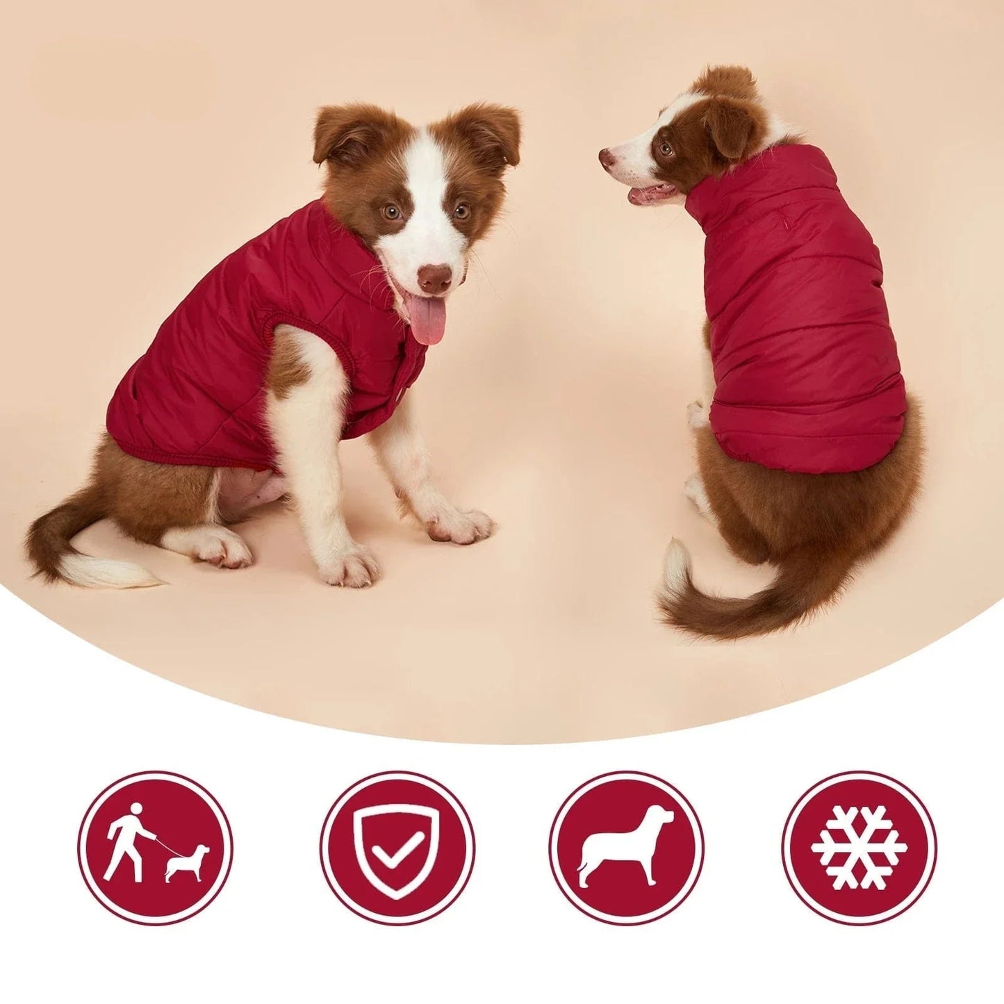 Deux bulldogs français en veste d’hiver imperméable avec doublure molletonnée