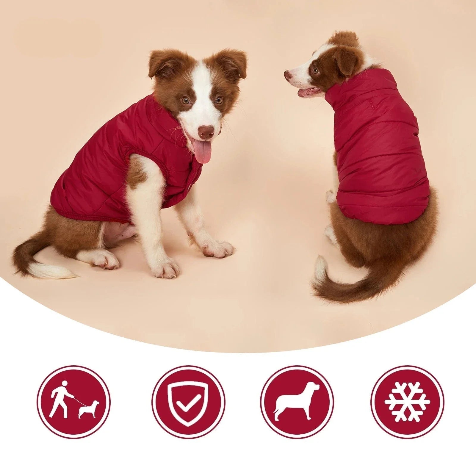 Deux bulldogs français en veste d’hiver imperméable avec doublure molletonnée